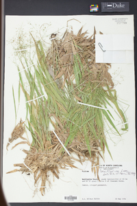 Panicum laxiflorum image