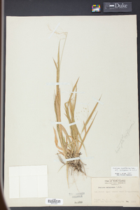 Panicum laxiflorum image