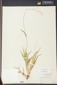 Panicum laxiflorum image