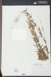 Panicum leucothrix image