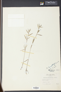 Panicum leucothrix image