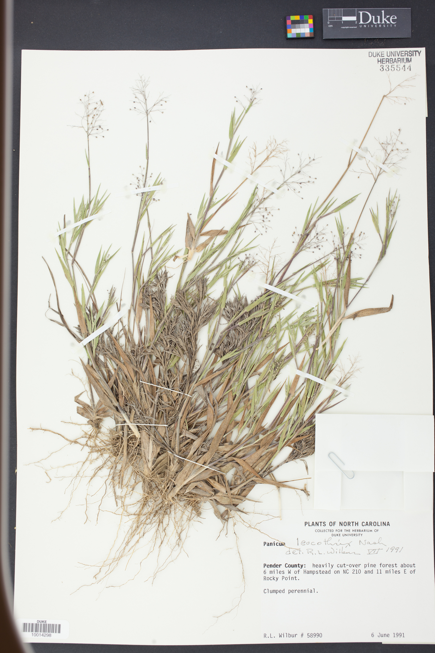 Panicum leucothrix image