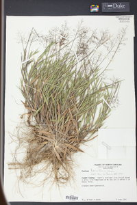 Panicum leucothrix image