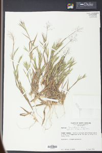 Panicum leucothrix image