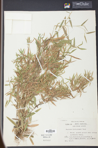 Panicum lindheimeri image