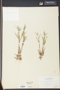 Panicum lindheimeri image