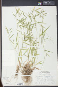 Panicum lindheimeri image