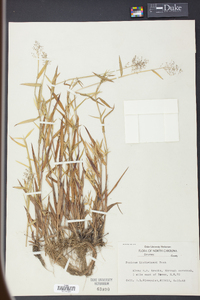 Panicum lindheimeri image