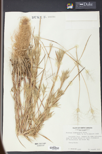 Panicum lindheimeri image