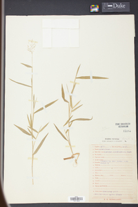 Panicum lindheimeri image