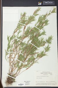 Panicum lindheimeri image