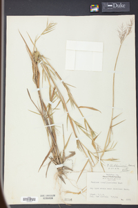 Panicum lindheimeri image