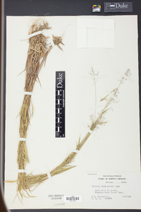 Panicum lindheimeri image