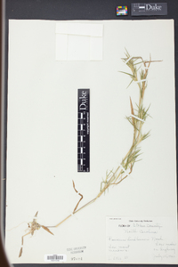 Panicum lindheimeri image