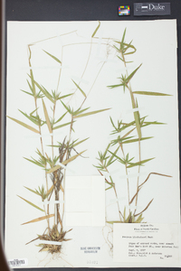 Panicum lindheimeri image