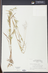 Panicum lindheimeri image