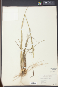 Coleataenia longifolia image