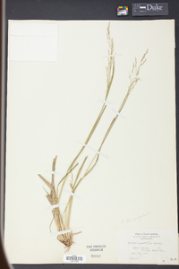 Coleataenia longifolia image