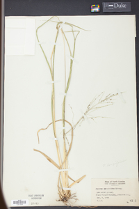 Coleataenia longifolia image