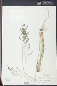 Coleataenia longifolia image