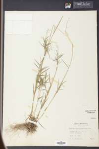 Panicum longiligulatum image
