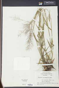 Panicum longiligulatum image