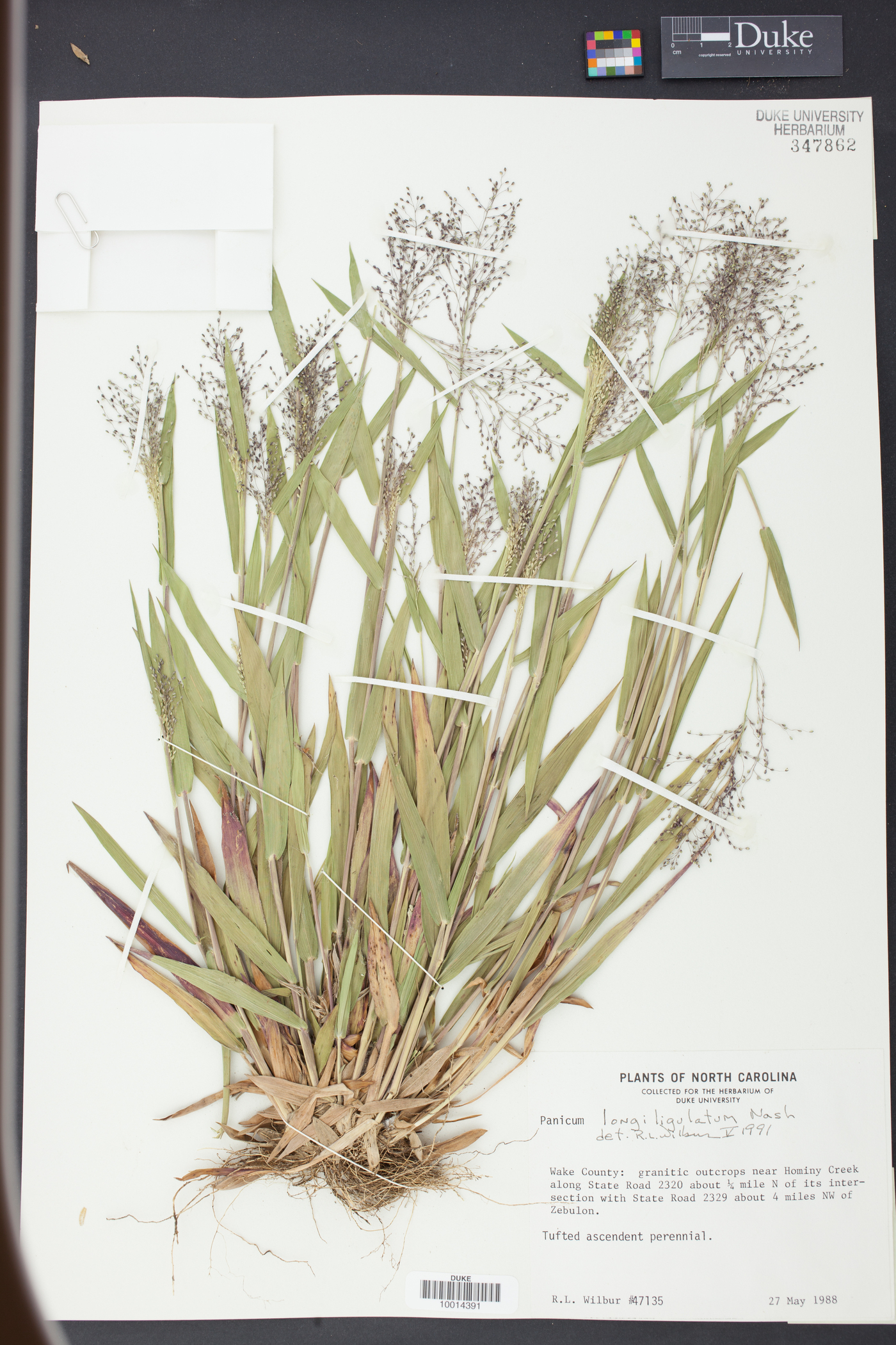 Panicum longiligulatum image