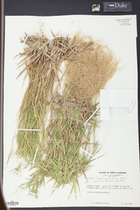 Panicum longiligulatum image