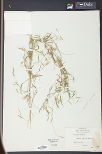 Panicum lucidum image