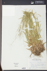 Panicum lucidum image