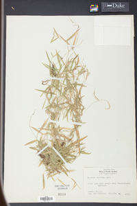 Panicum lucidum image