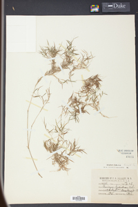 Panicum lucidum image