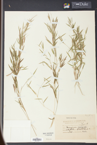 Panicum lucidum image