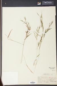 Panicum lucidum image