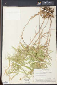 Panicum lucidum image