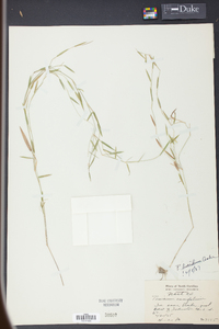 Panicum lucidum image