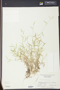 Panicum lucidum image