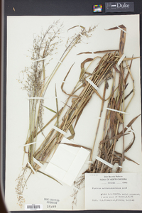 Panicum mattamuskeetense image