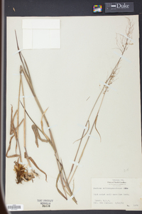 Panicum mattamuskeetense image