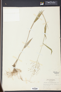 Panicum mattamuskeetense image