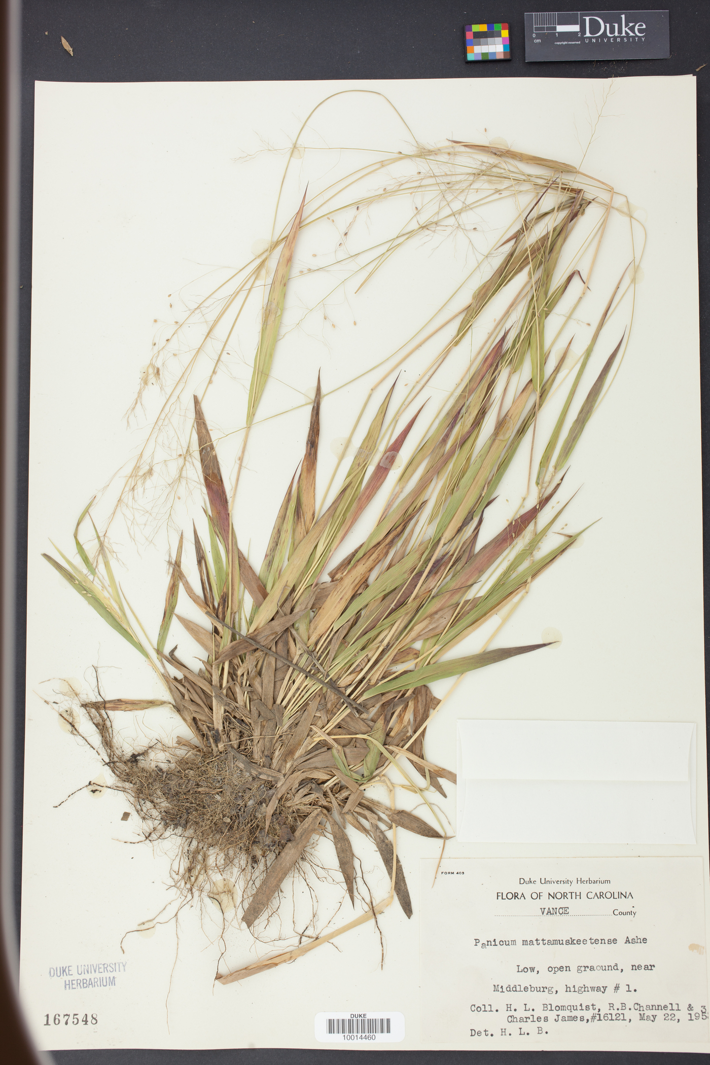 Panicum mattamuskeetense image