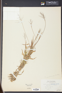 Panicum meridionale image