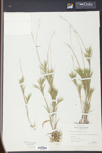 Panicum meridionale image