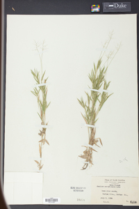 Panicum meridionale image