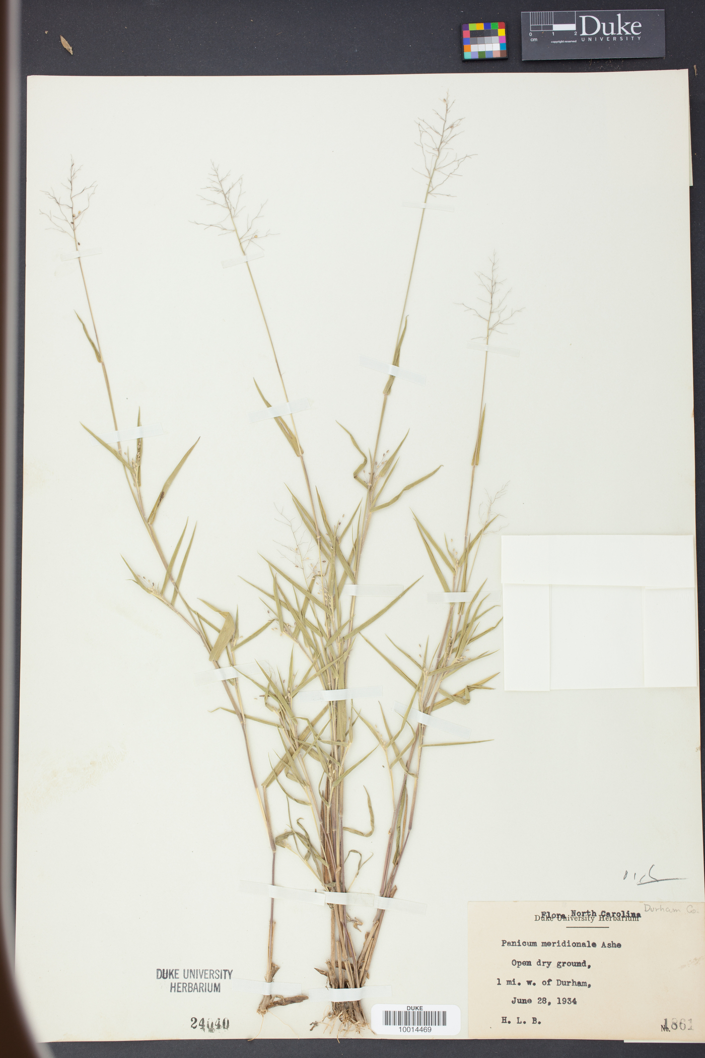 Panicum meridionale image