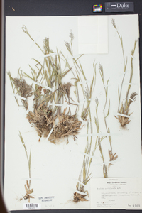 Panicum meridionale image