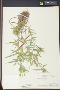 Panicum meridionale image