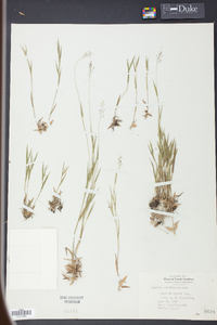 Panicum meridionale image