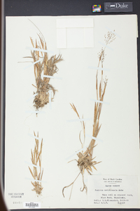 Panicum meridionale image