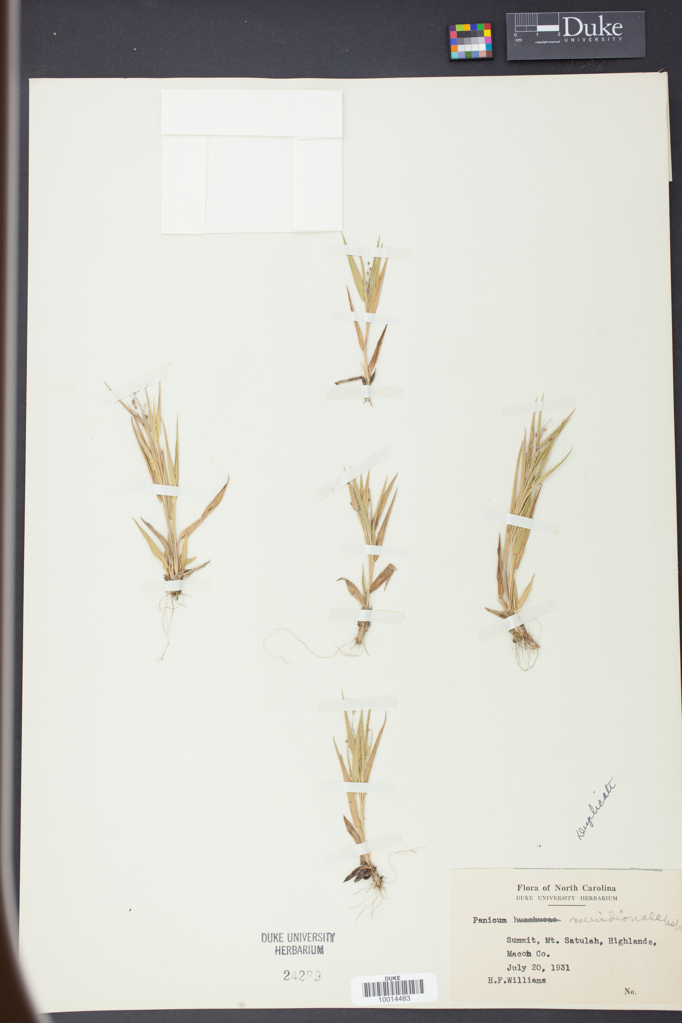 Panicum meridionale image